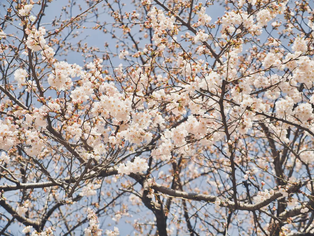 歡迎來到韓國海雲台：探索台灣人的自由行天堂